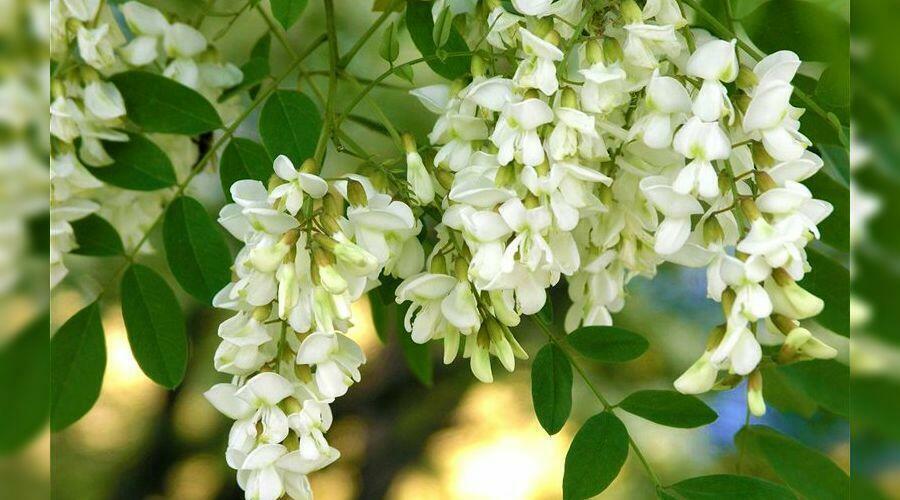   Волною рассветные тени...