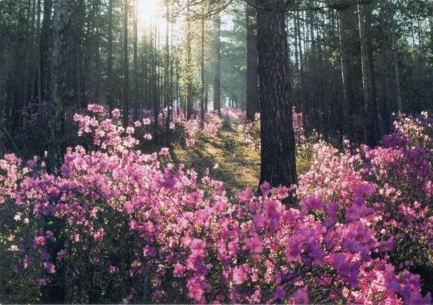 Тайны детских мест. Воздушные шарики детства 