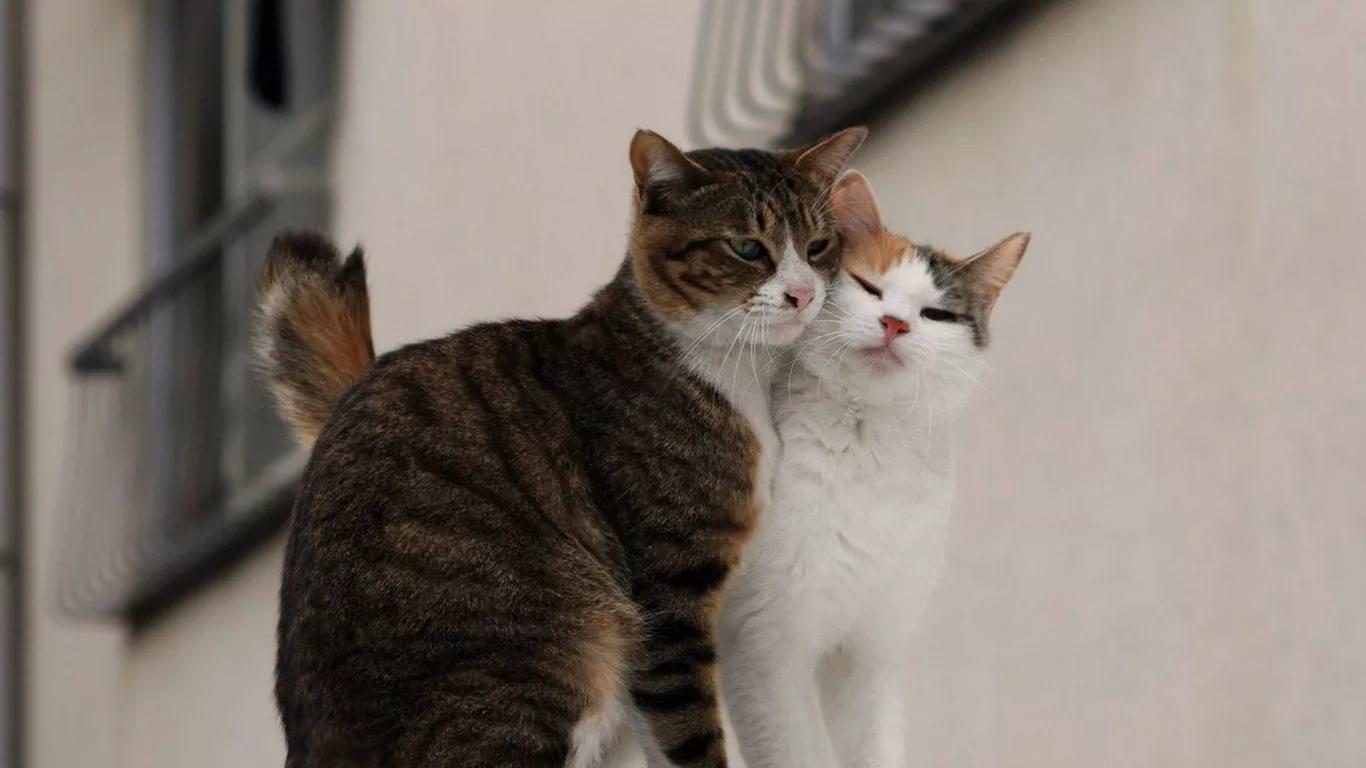 Кошка моя любовь. Котики любовь. Коты любовь. Кошки любовь. Кошки нежность.