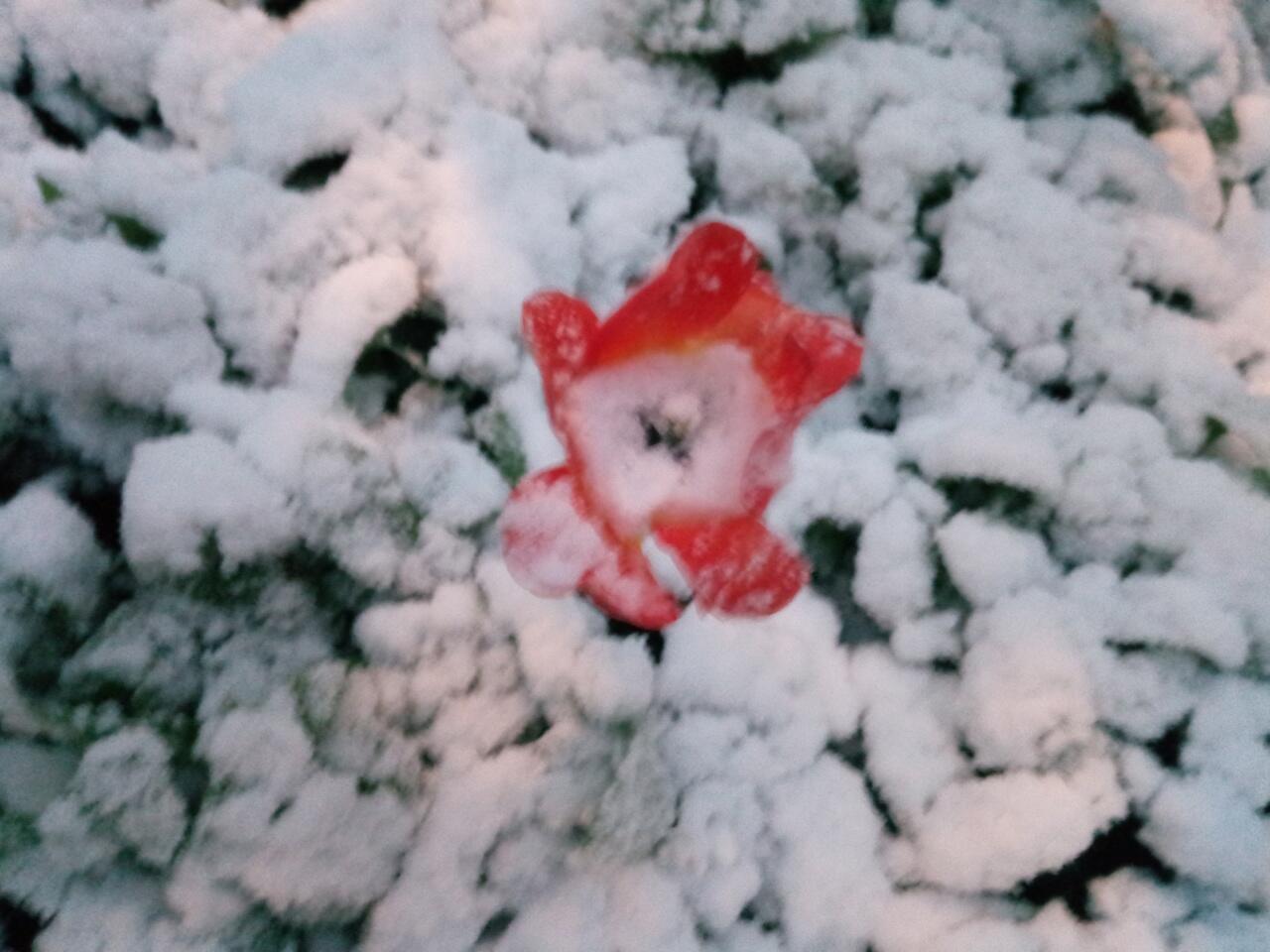 Тюльпан. Сердце на снегу