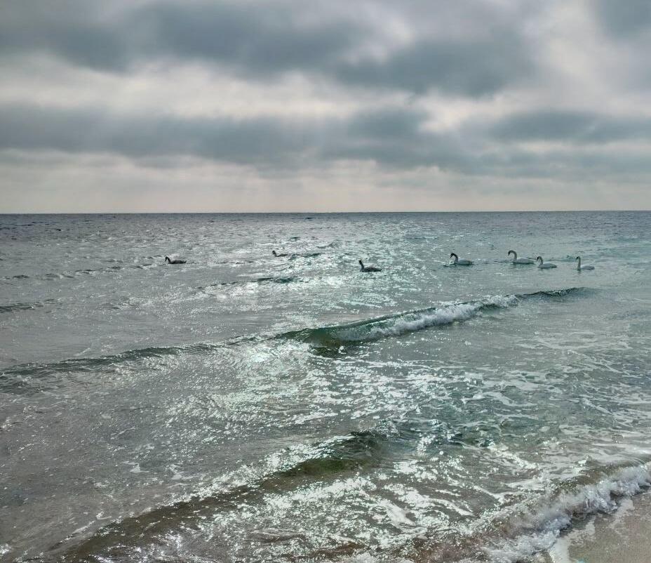 Лебеди белые