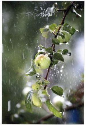 Яблоки, дождь, ты...