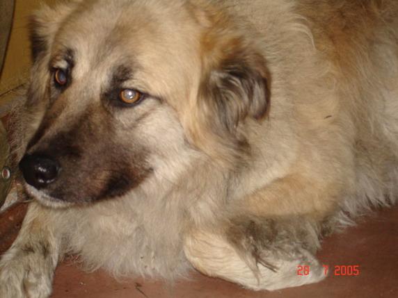 Алисе, собачке за окном