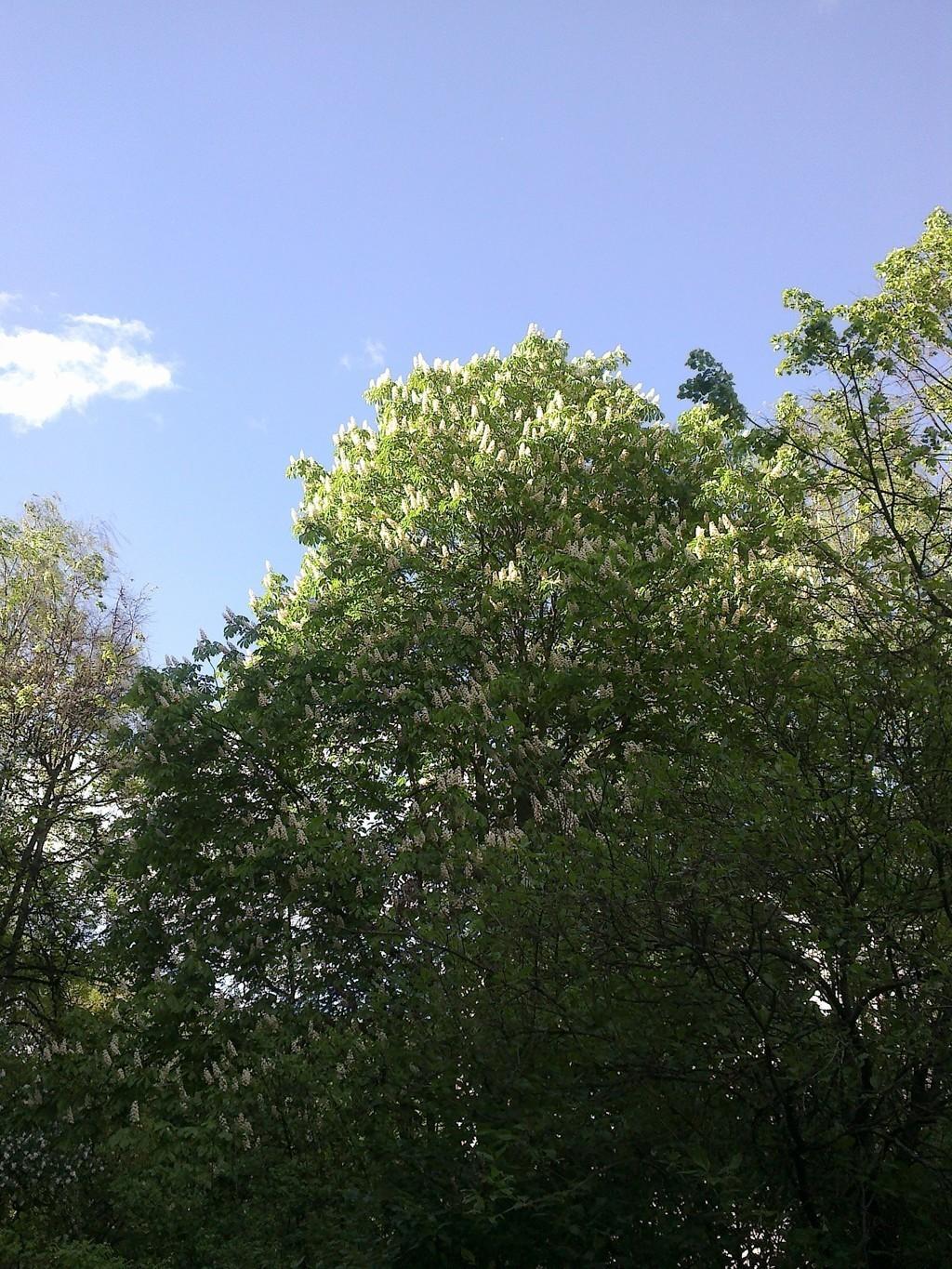 Воспоминаний горький яд