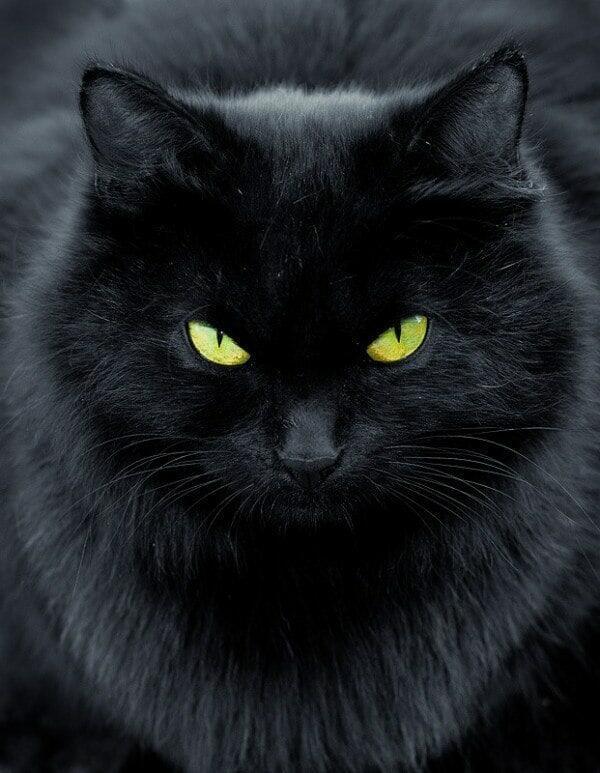 Сегодня день защиты чёрных котов.