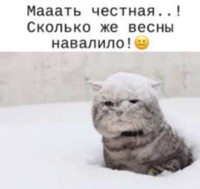 Кот Барсик недоволен