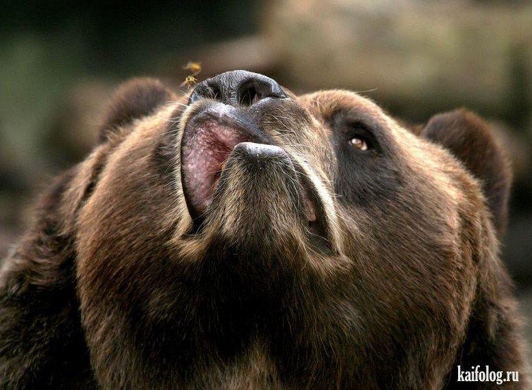 Медведь и комар