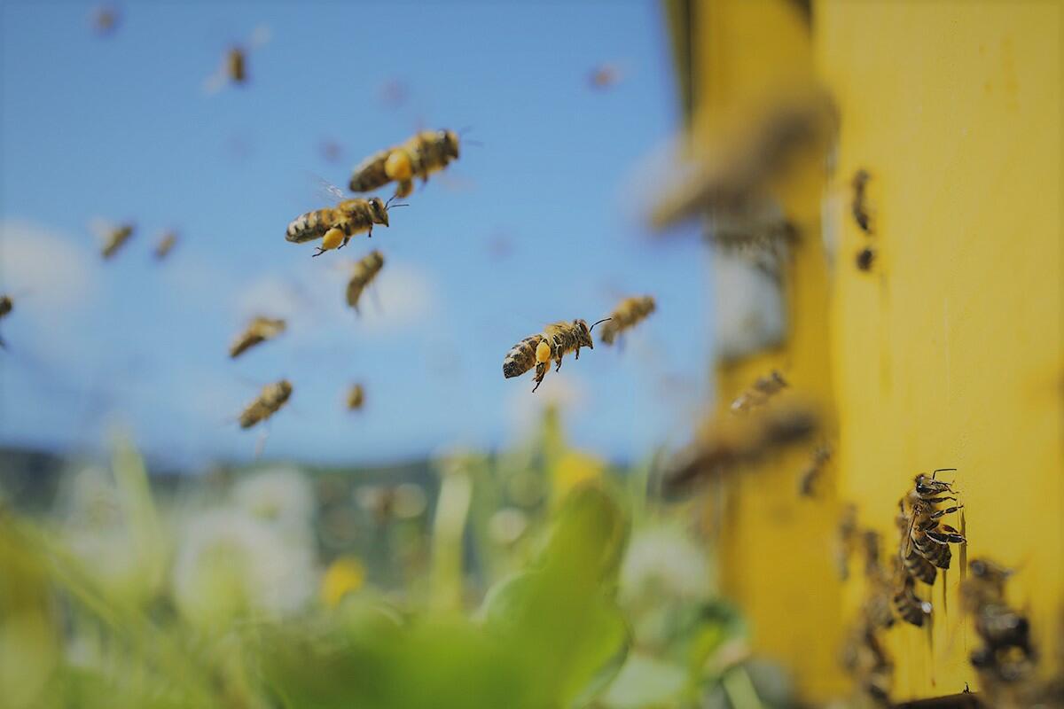Полезные пчёлки.