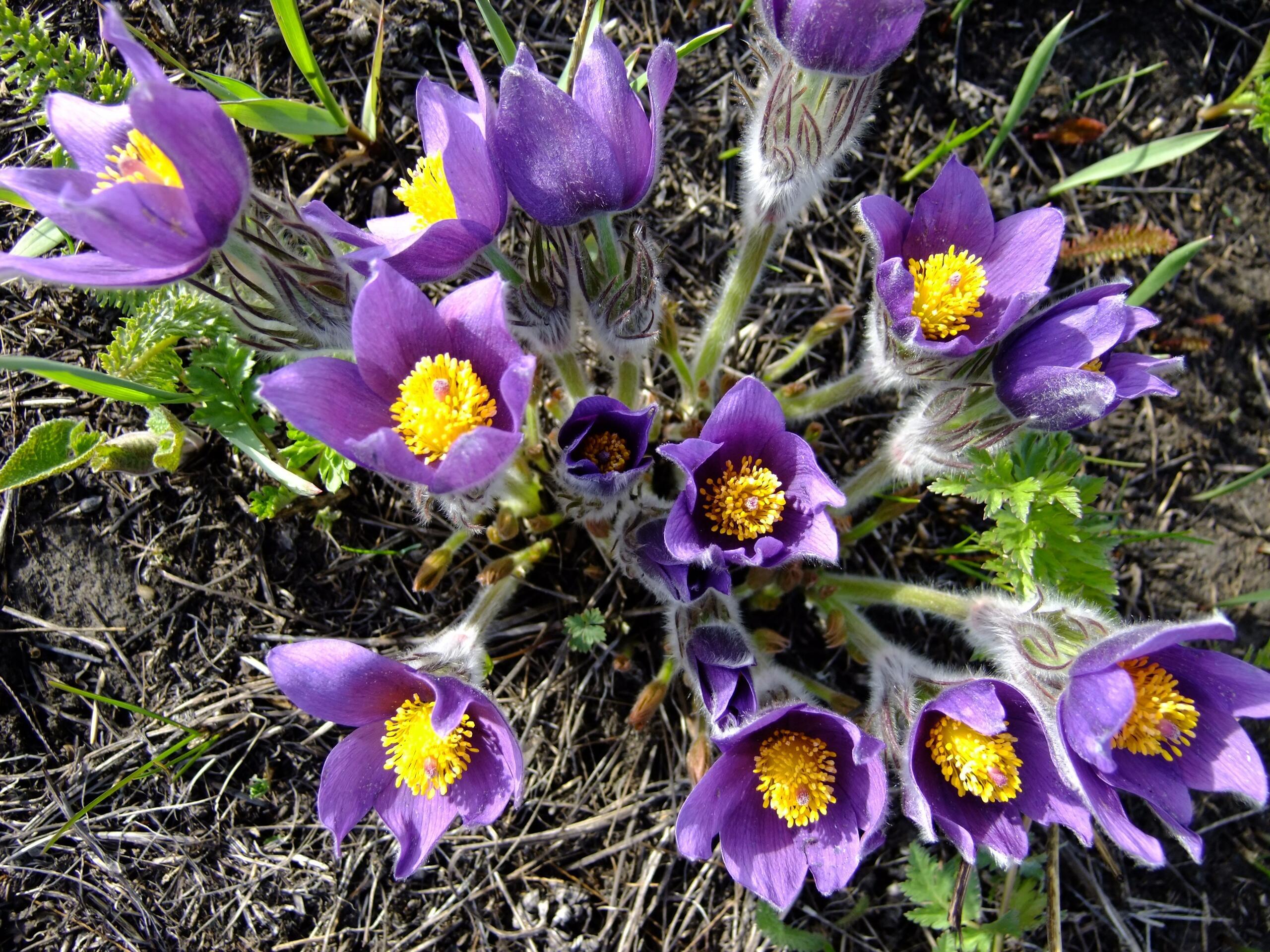 Я ПИШУ О ПОДСНЕЖНИКАХ...