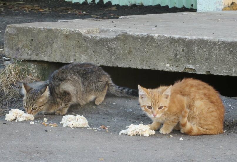 Рыжик и Марфуша. Кошачья нелюбовь