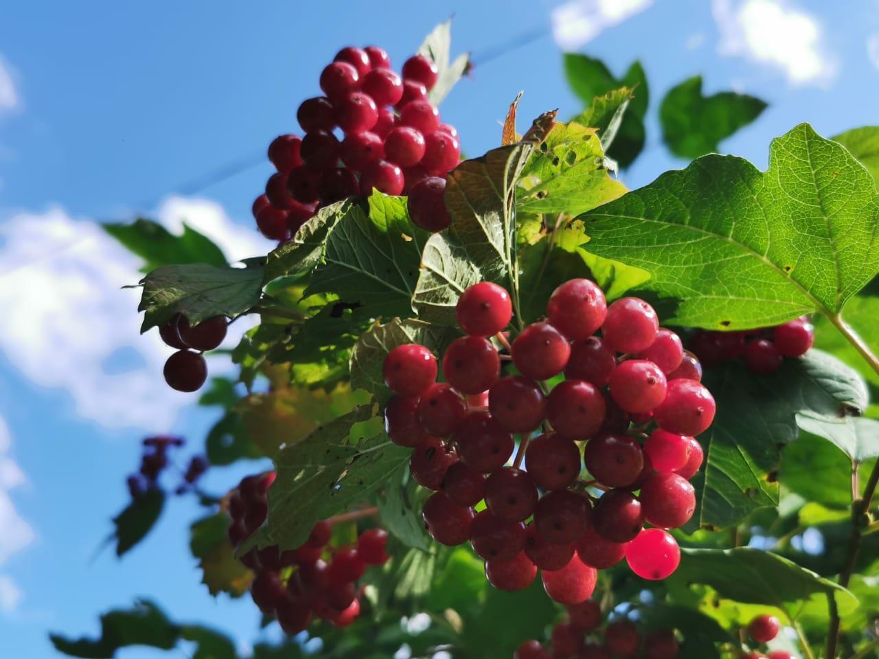 ПРИМЧИТСЯ ЛЕТО