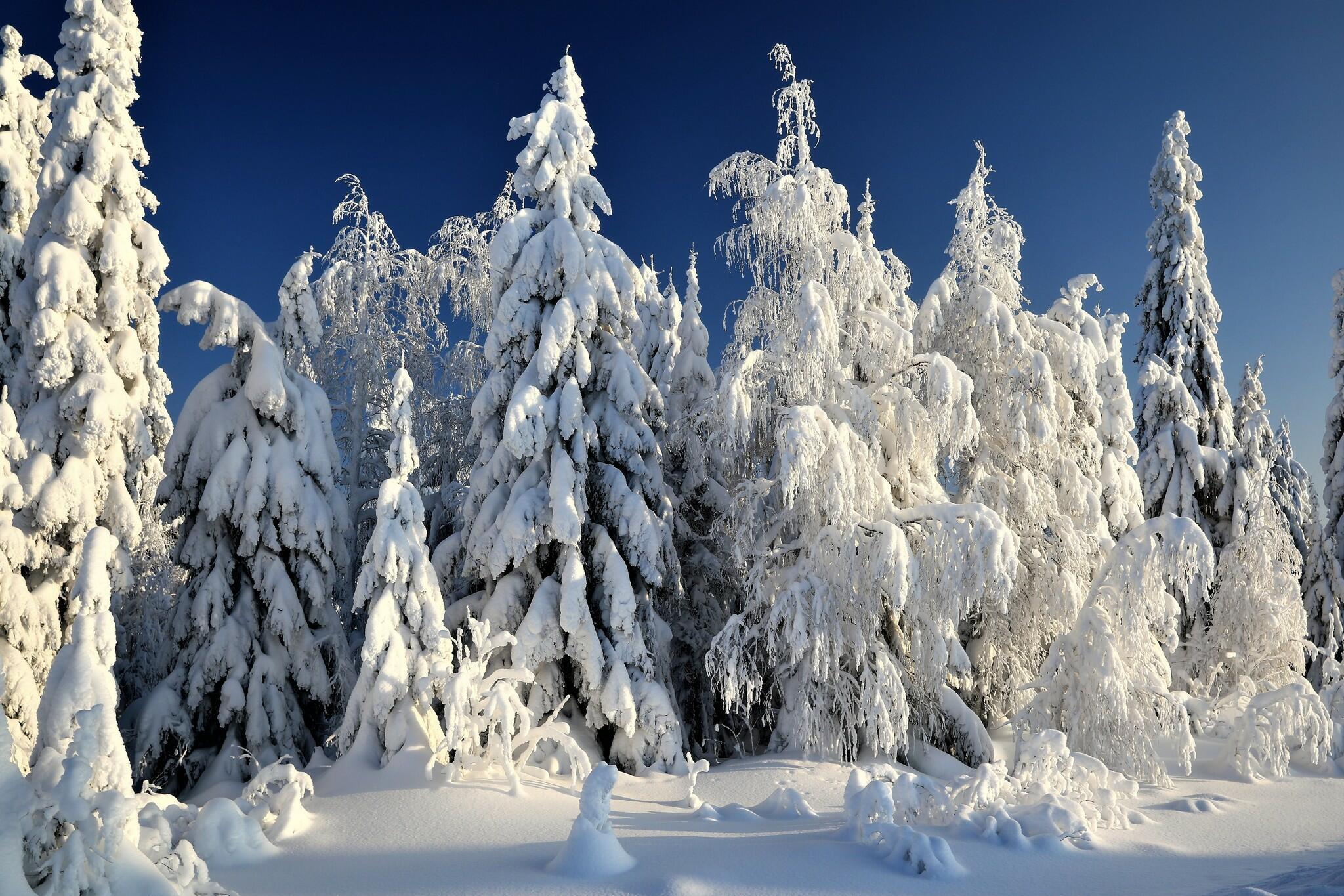 Красота зимнего леса. Зимний морозный лес. Зима лес Мороз. Мороз в лесу.