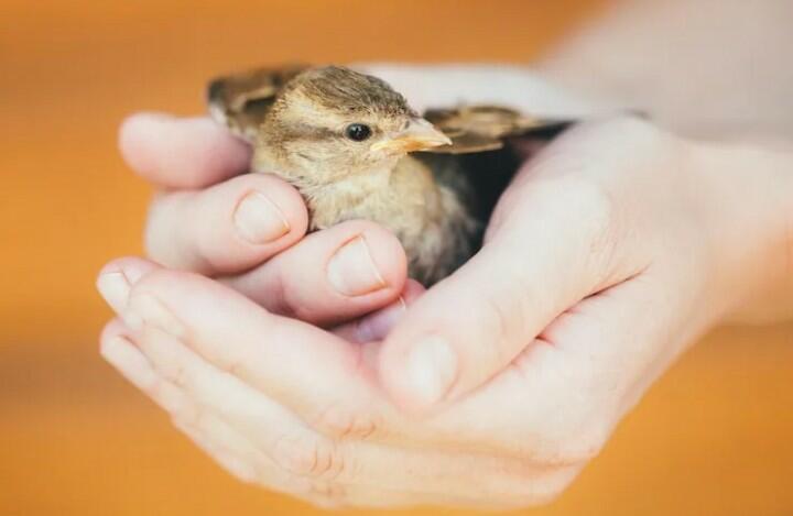 Я словно птичка в твоей ладони
