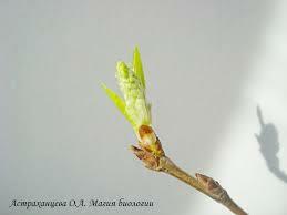 Шаги так мои легки