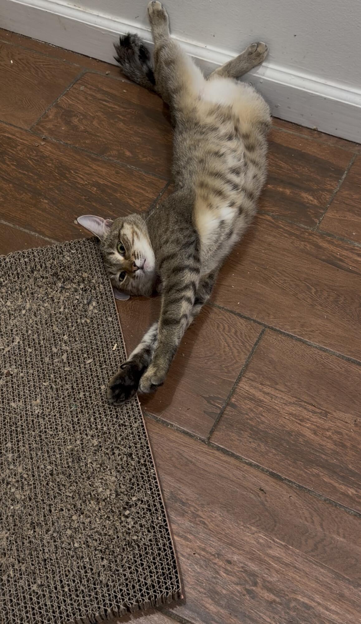 От Felis lybica к Канани: поведение