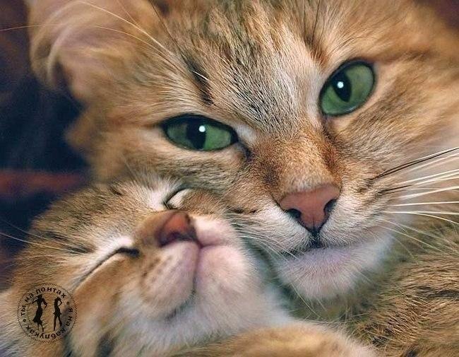 « Тигр маленький».