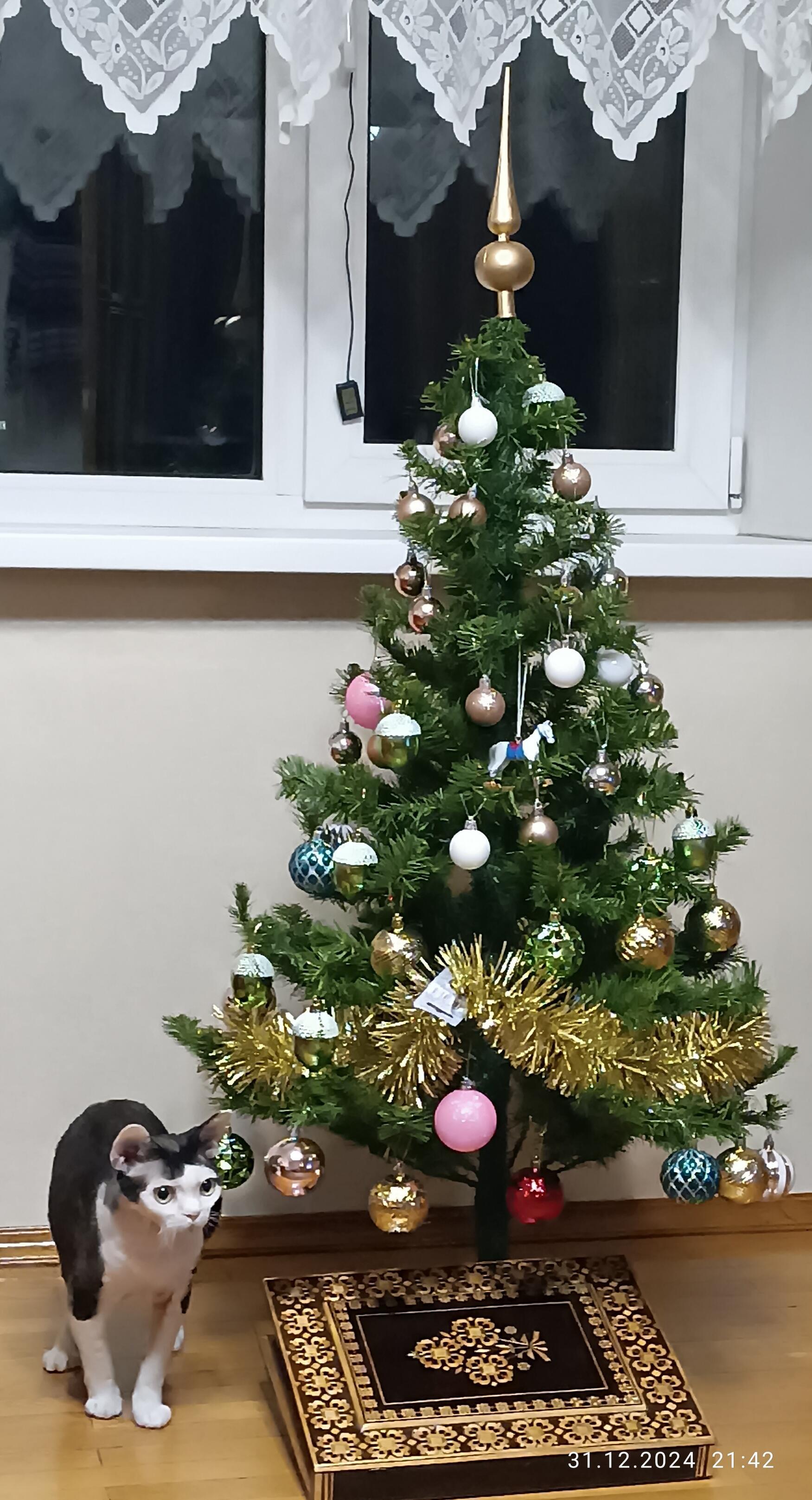 Кошачий год!