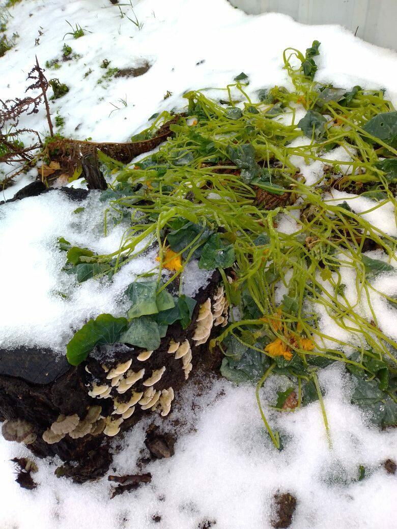 Н А С Т У Р Ц И Я