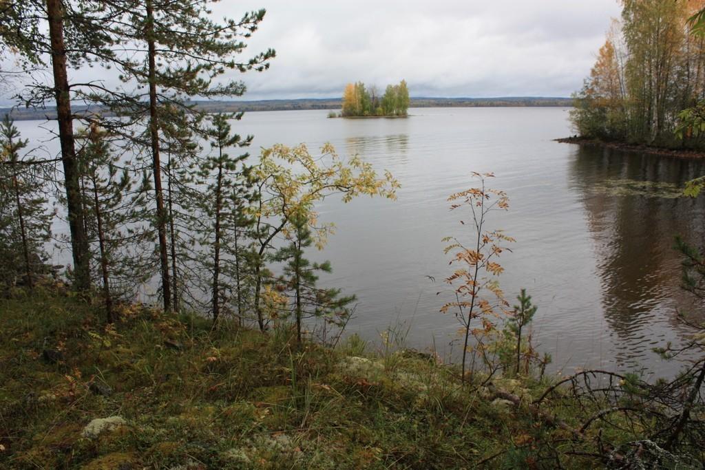 Кошка за окошком