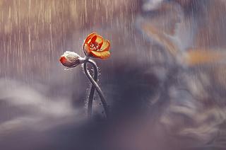 Два мокрых пешехода