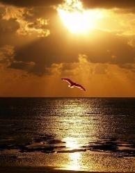 Прибрежная волна