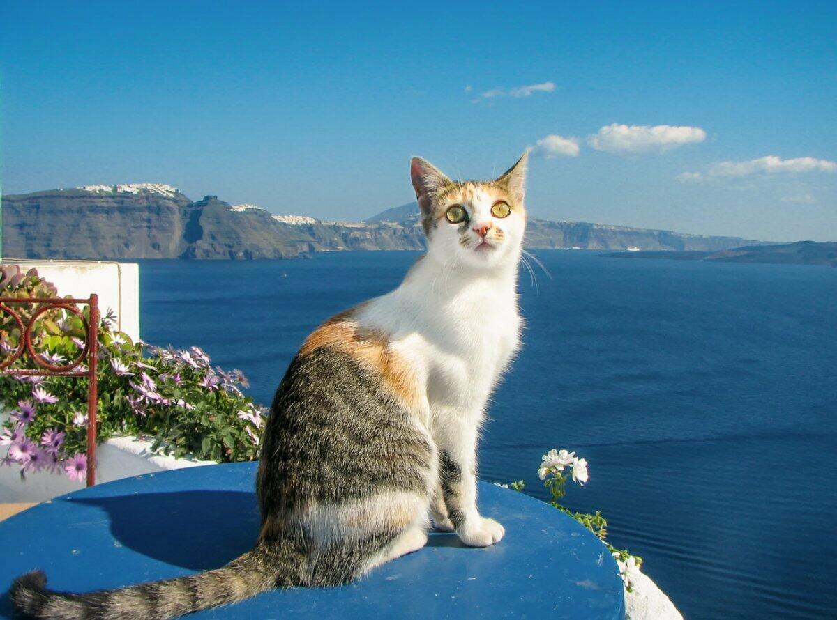 Греческие котики.