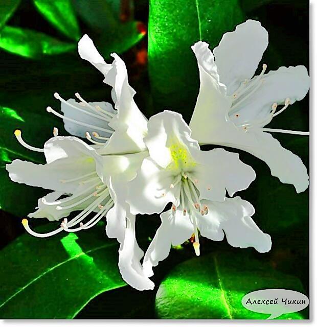 Какая радость, какой восторг! Эхо из детства