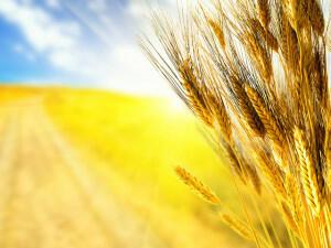 Поэтическое прочтение 117-го псалма