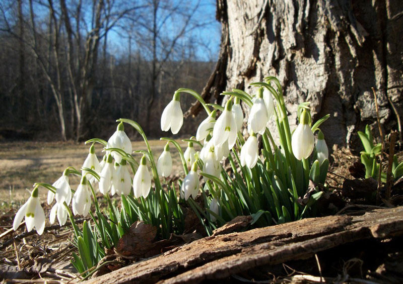 ПОДСНЕЖНИКИ