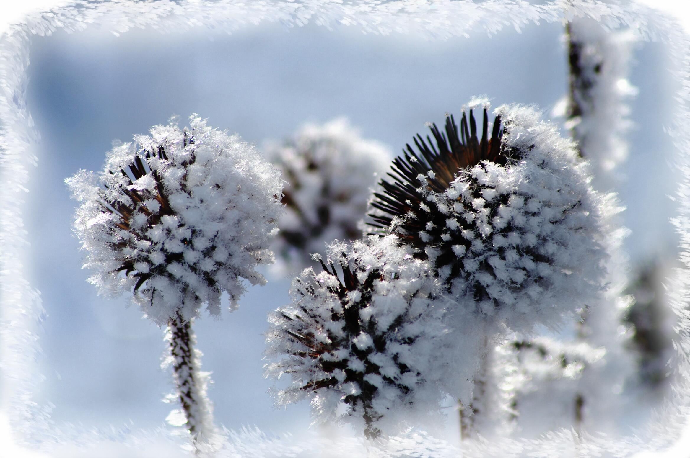 Ответ поэту - Олен Екатерина - ЦВЕТОК