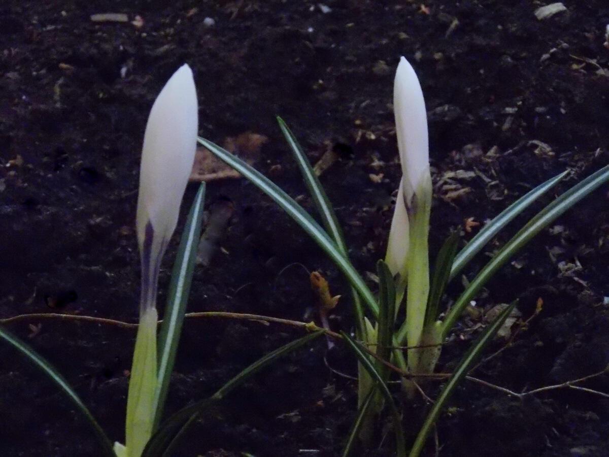 Встреча весны