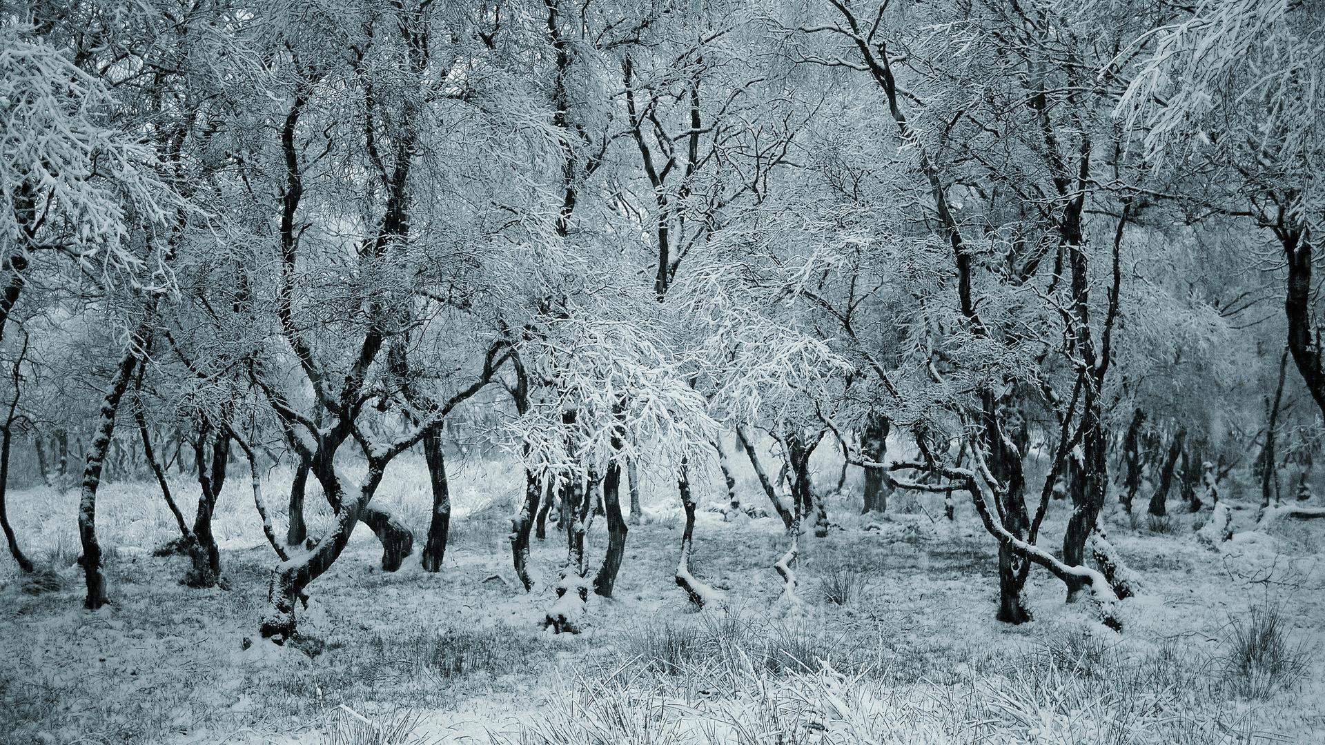 Вяжет кружево снег молчаливо...