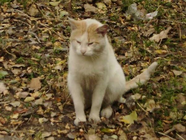 С теплом по Осени...