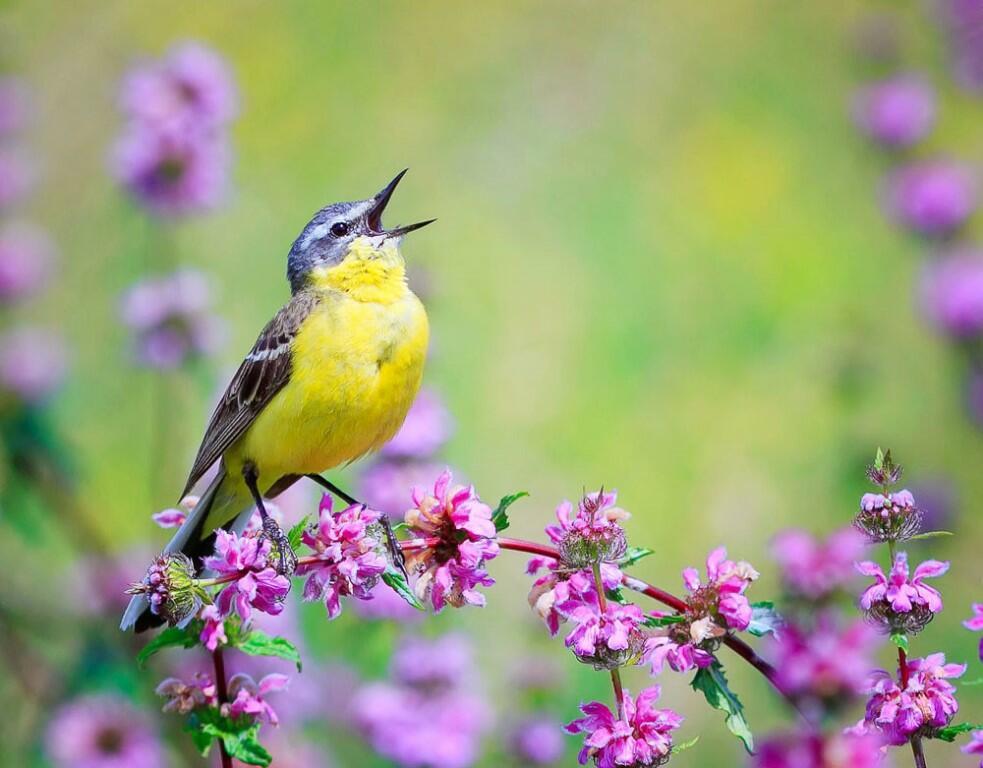 Щебечущий май