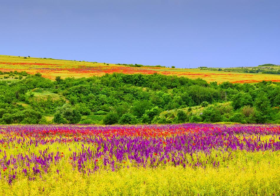 Порхала бабочка над лугом.