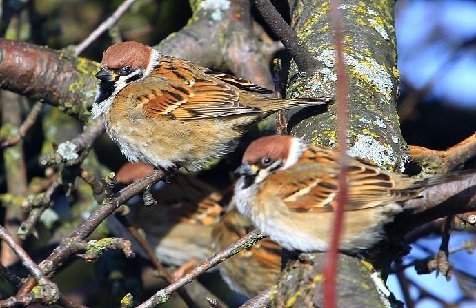 СОЛНЫШКО и ВОРОБЕЙ