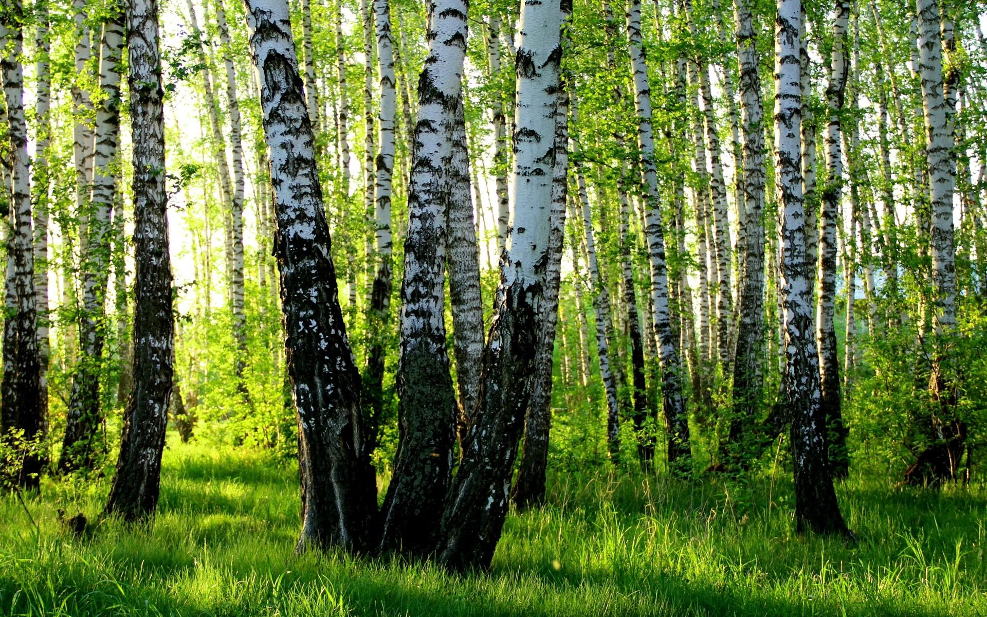 русские берёзы