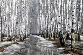 Тает снег у меня на глазах!