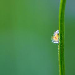 МИР В КАПЛЕ