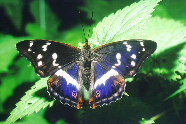 ВДОХНОВИЛА БАБОЧКА НА ЭКСПРОМТ