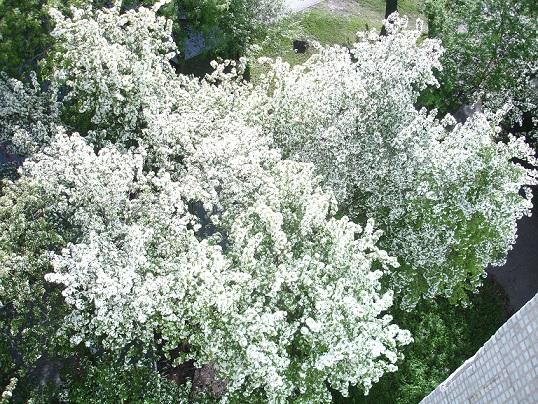 Тропинка лежит на истёртых корнях...