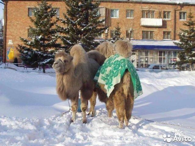 На верблюде в российских снегах
