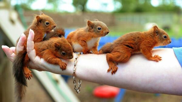 Забавные рыжие белки