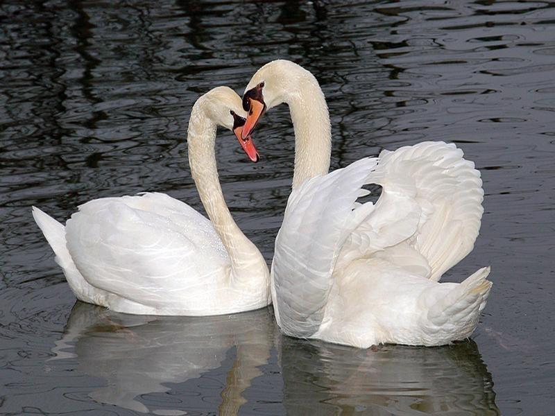 НЕ СТРЕЛЯЙТЕ В ЛЕБЕДЕЙ