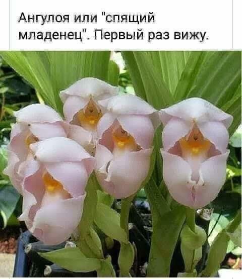 Мои младенцы любят волю