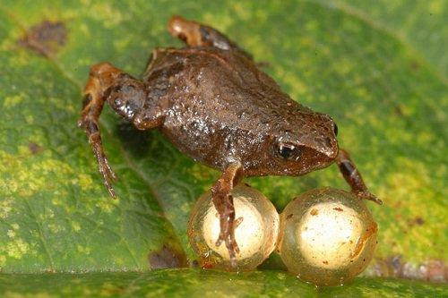 Ватрушки для лягушки