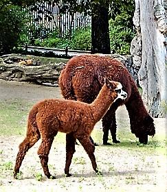 Лама. Стихи к фотографиям