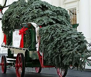 Рушатся деревья