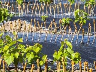 МЫСЛИ ВИНОГРАДАРЯ