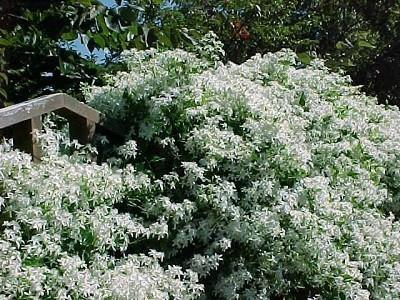 Клематис жгучий